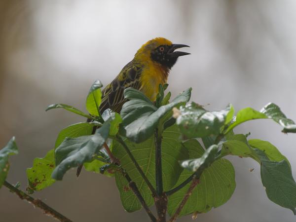 <h3><a href="/trips/tanzania/biota/animalia/chordata/aves/040 passeriformes/114 ploceidae/ploceus spekei/ploceus spekei-nl.html">Ploceus&nbsp;spekei</a> / Speke's&nbsp;weaver / Spekes&nbsp;wever</h3>OM-1 Mark II met OLYMPUS M.150-400mm F4.5 TC, 1/2000 sec  bij F5.6, ISO 2500, afstand 7.29&nbsp;m